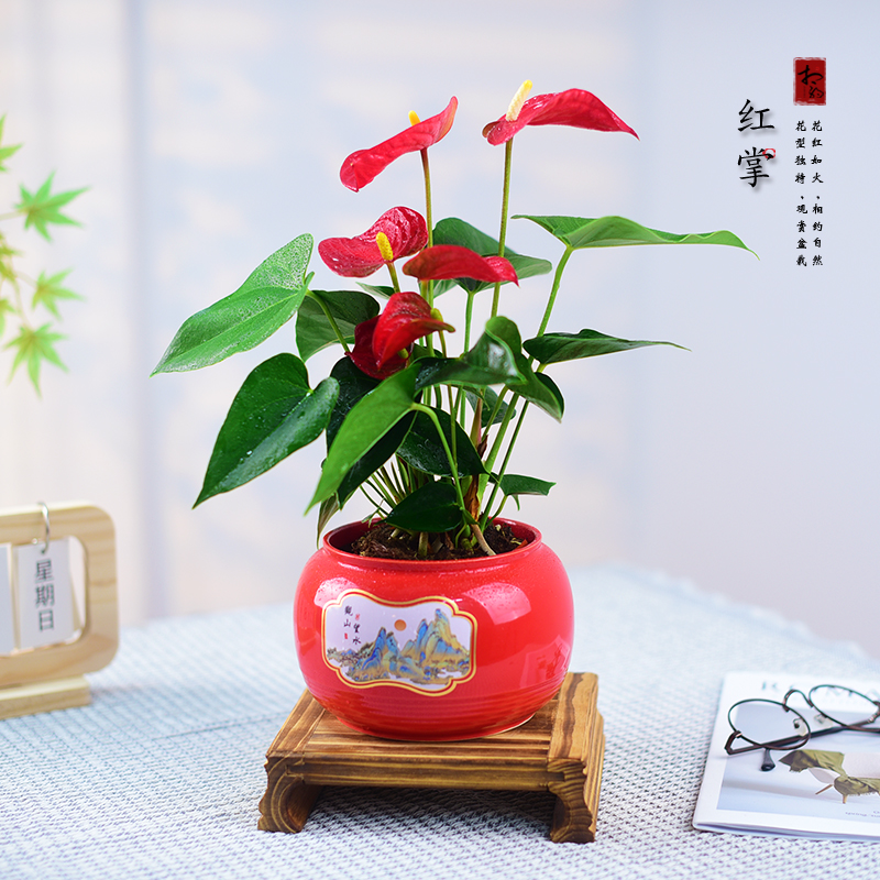 红掌盆栽带花粉掌鸿运当头植物寓意送礼室内办公客厅桌面美观摆件