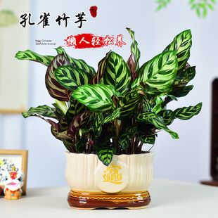 孔雀竹芋盆栽彩叶竹芋植物室内好养四季常青桌面网红居家摆件植物