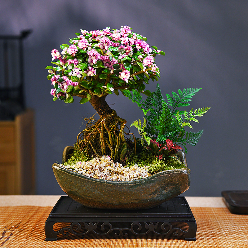 金枝玉叶盆栽老桩造型盆景多肉植物花卉客厅桌面好养四季室内绿植