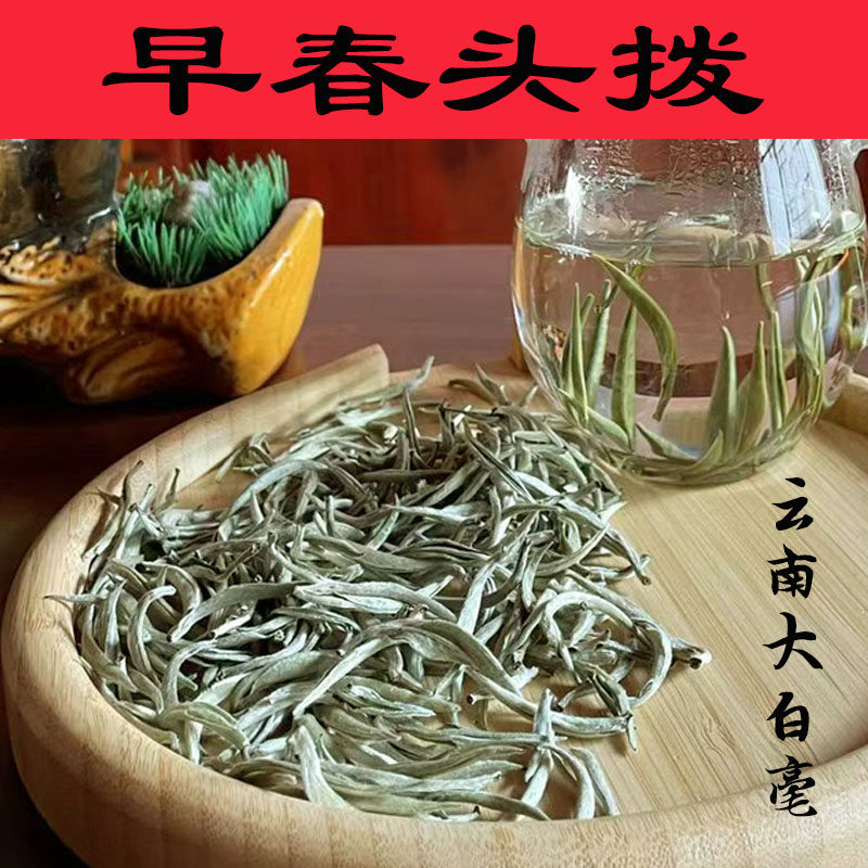 云南大叶白茶特级白龙须早春白毫银针景谷秧塔古树茶月光白芽尖茶