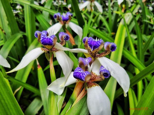 巴西鸢尾蓝花鸢尾蝴蝶兰苗庭院别墅盆栽花园植物株高60冠幅30