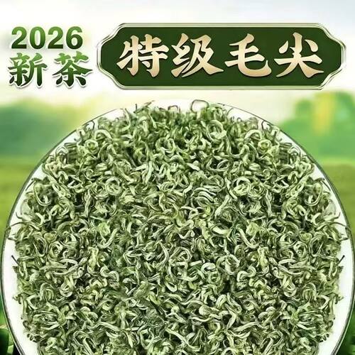 浓香高山2026贵州500g贵州毛尖