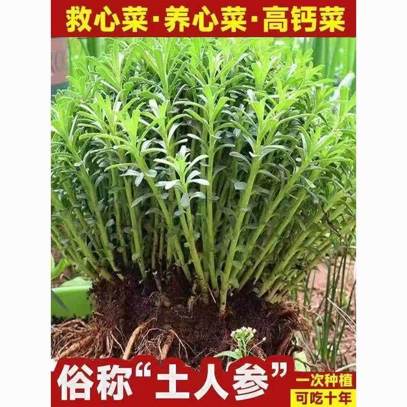 【养心菜】止痒草高钙菜救心菜苗景天三七费菜四季阳台盆栽