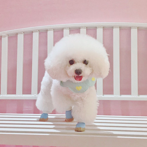 狗狗鞋子夏季外出不掉小型透气