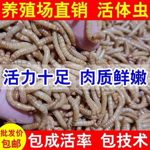 鸟虫子面包虫幼鸟食成虫活体八哥鹦鹉画眉鸟粮养殖蝎子宠龟鱼食物