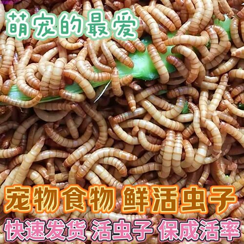 鲜活虫鱼饲料种虫活体面包虫鸟粮