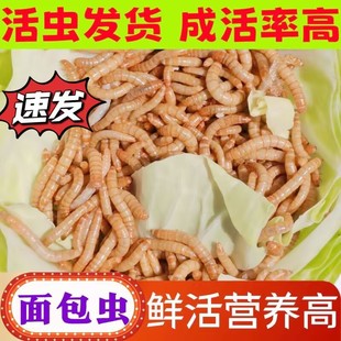 鲜活面包虫黄粉虫活虫子喂小鸟蜥蜴乌龟粮守宫林蛙八哥鱼活饵饲料