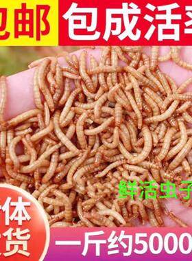 喂小鸡的虫子鹦鹉画眉鸟鸟粮鸟食