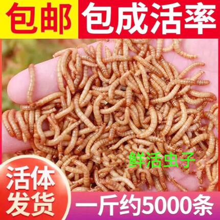 活虫子喂鸟食物幼虫八哥鹦鹉画眉鸟粮活体面包虫喂小鸡的虫龟鱼粮
