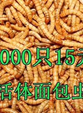 宠物龟鱼蜥蜴蝎子鸟粮活体鲜活虫