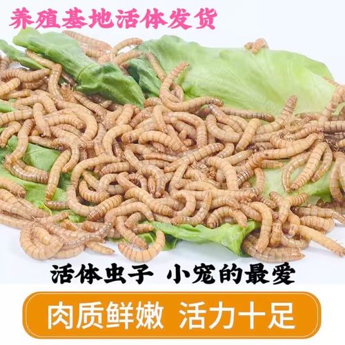 蛋白虫八鸟哥幼鸟虫子鹦鹉画眉食