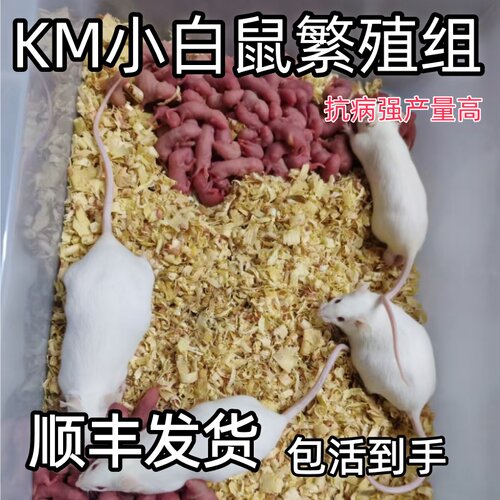 小白鼠繁殖组一公三母