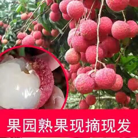 诏安特产现摘现发乌叶青壳荔枝精选热带应季水果精品大果顺丰包邮