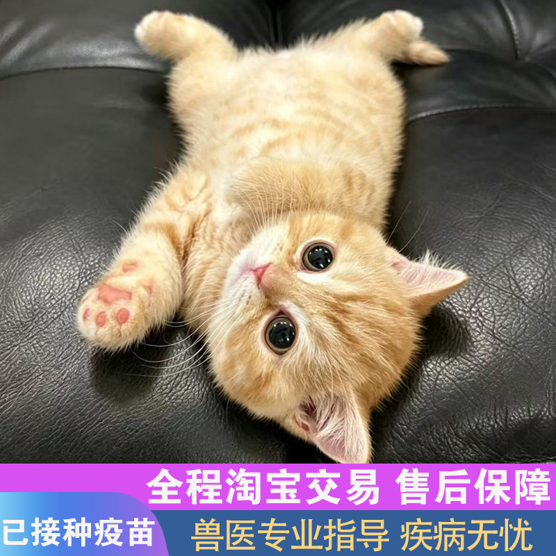 橘猫幼猫中华田园猫纯黑白猫咪活物家养三花可爱奶牛狸花猫珩珩