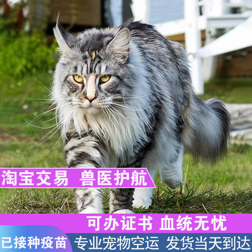 纯种俄血大体缅因猫全程淘宝付款
