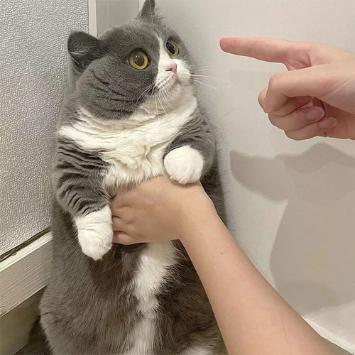 猫咪活物蓝白英短猫金银渐层领养