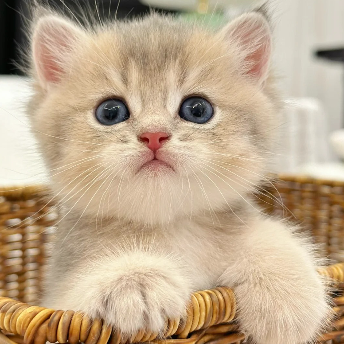 纯种英短金渐层ny12幼猫蓝金渐层银渐层幼崽活体宠物猫咪活宠物猫