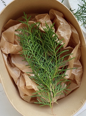 新鲜绿色天然松柏树枝侧柏叶装饰圣诞树圣诞节材料diy植物伴手礼