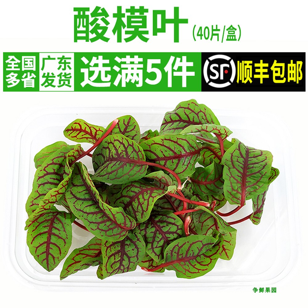 新鲜红脉酸模叶1盒40片 红酸模草酢浆草食用花酒店摆盘装饰酸膜叶