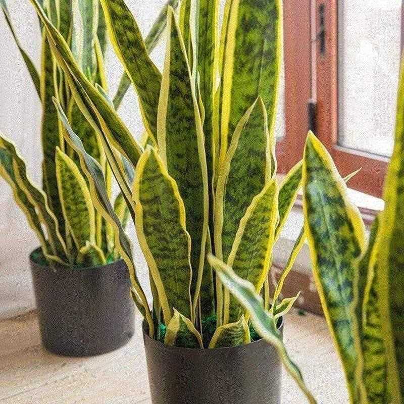 NordicsimulatnpPheTig