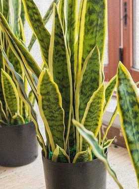 Nordic simulation plant Phnom Penh Tiger Pilan Snake Pilan