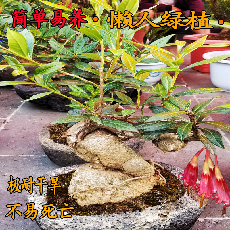 杜鹃花卉造型老桩绿植好养盆景图片