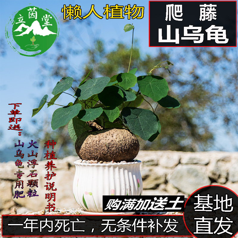 山乌龟金不换爬藤水培植物多肉红藤花卉办公室内外庭院绿植种盆栽 鲜花速递/花卉仿真/绿植园艺 多肉植物 原图主图