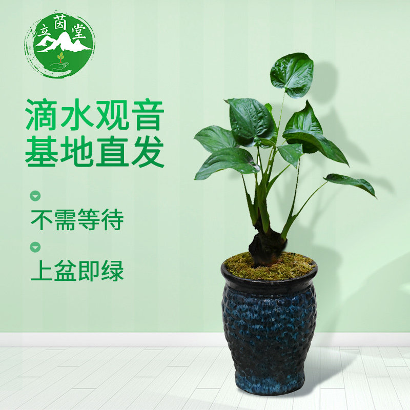 直播滴水观音大叶盆栽水土培植物室内客厅中型绿植盆景除甲醛