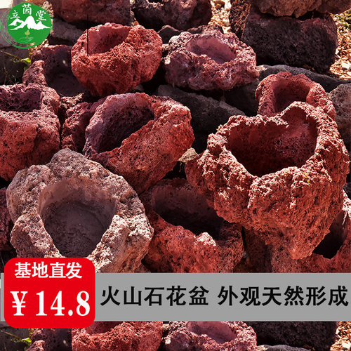 文竹清仓吊兰悬挂肉肉透气火山石