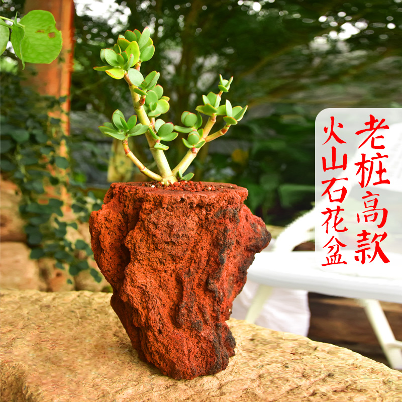 高款火山石花盆菖蒲创意个性绿植
