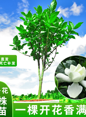 栀子花盆栽开花老树老桩树苗室内花卉绿植常绿植物独杆大苗浓香型
