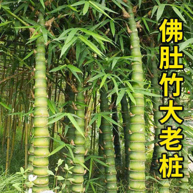 老桩佛肚竹客厅办公室净化空气