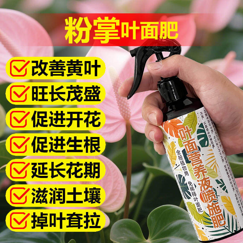 粉掌专用肥料盆栽营养液水培土培叶子黄尖焦干枯锈斑卷曲下垂肥料