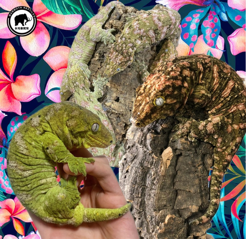 巨人守宫活体幼体小苗子