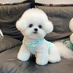 夏季 ins衣服小型幼犬泰迪比熊博美猫咪 狗狗吊带背心春秋薄款 韩版