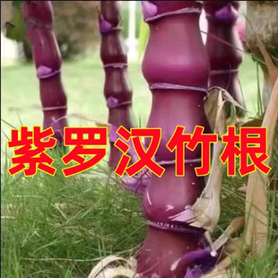 紫竹苗根青竹苗根金镶玉竹根苗早园竹根佛肚竹根凤尾竹根斑竹根