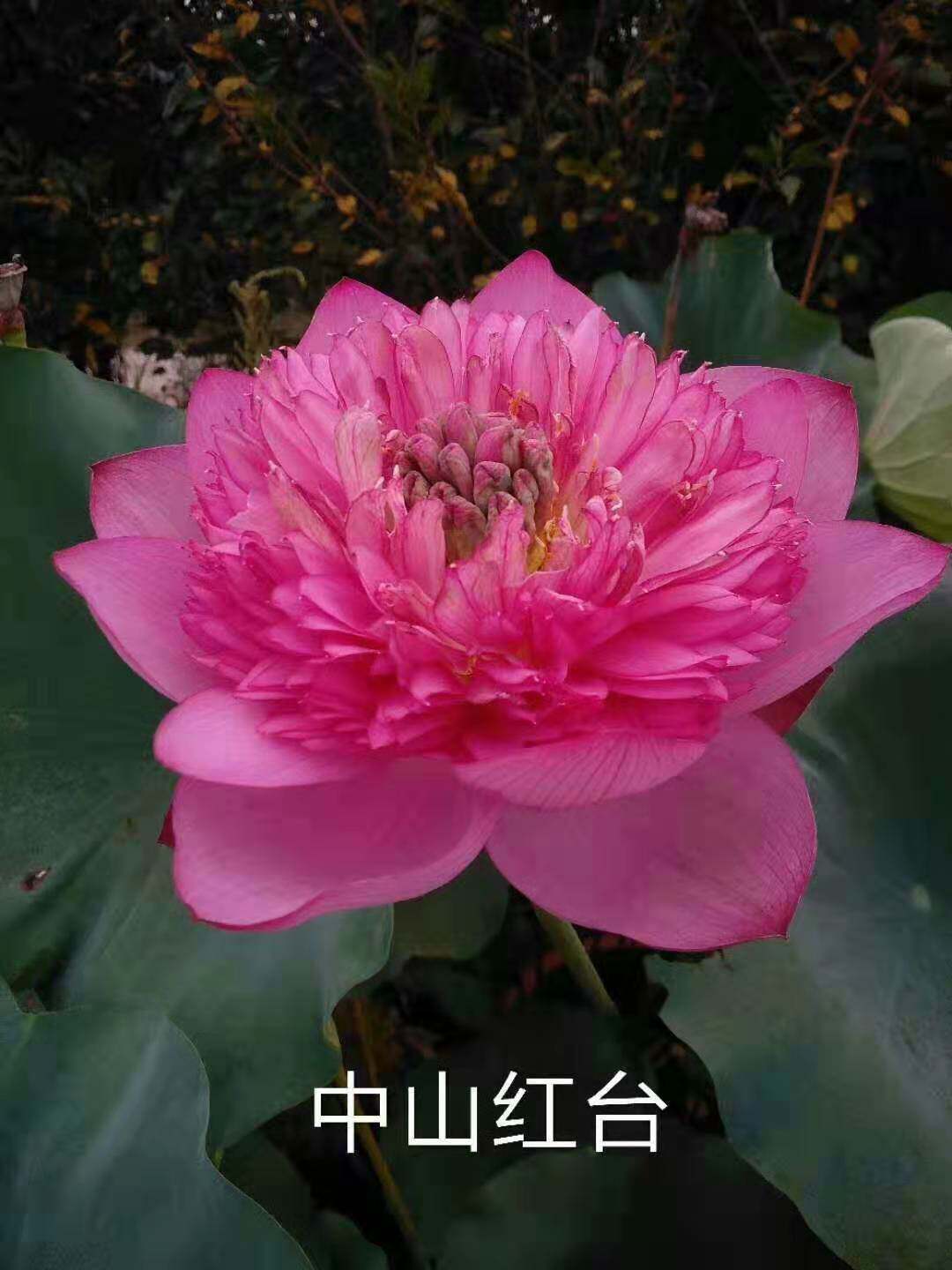 莲子莲藕种太空莲湘莲苗观赏莲重瓣大荷花睡莲水生植物可阳台种植