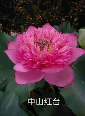 莲子太空莲湘莲重瓣可阳台大荷花