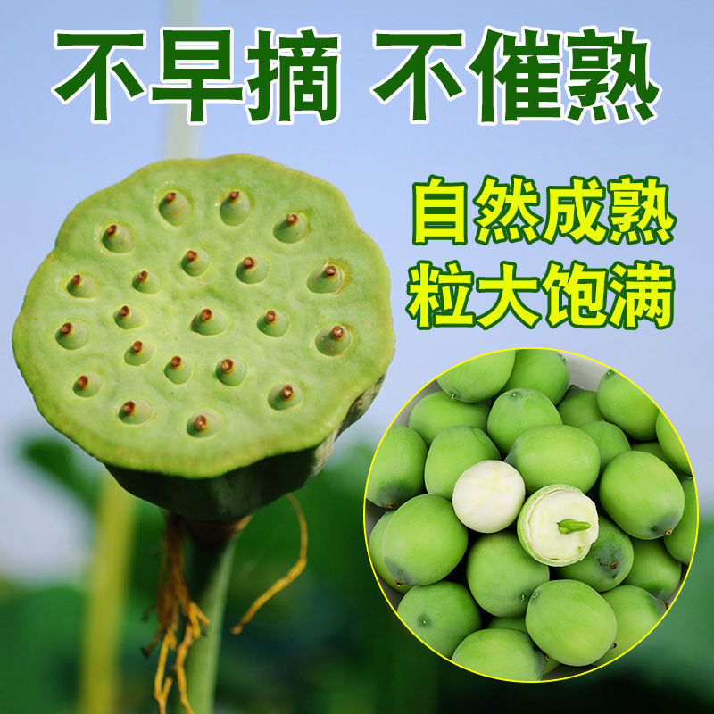 莲子新鲜带壳褐色莲子炖骨头熬粥粉糯莲子湘潭湖南