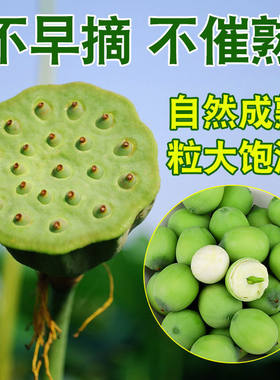 莲子莲蓬新鲜带壳褐色莲子炖骨头熬粥粉糯莲子湘潭湖南