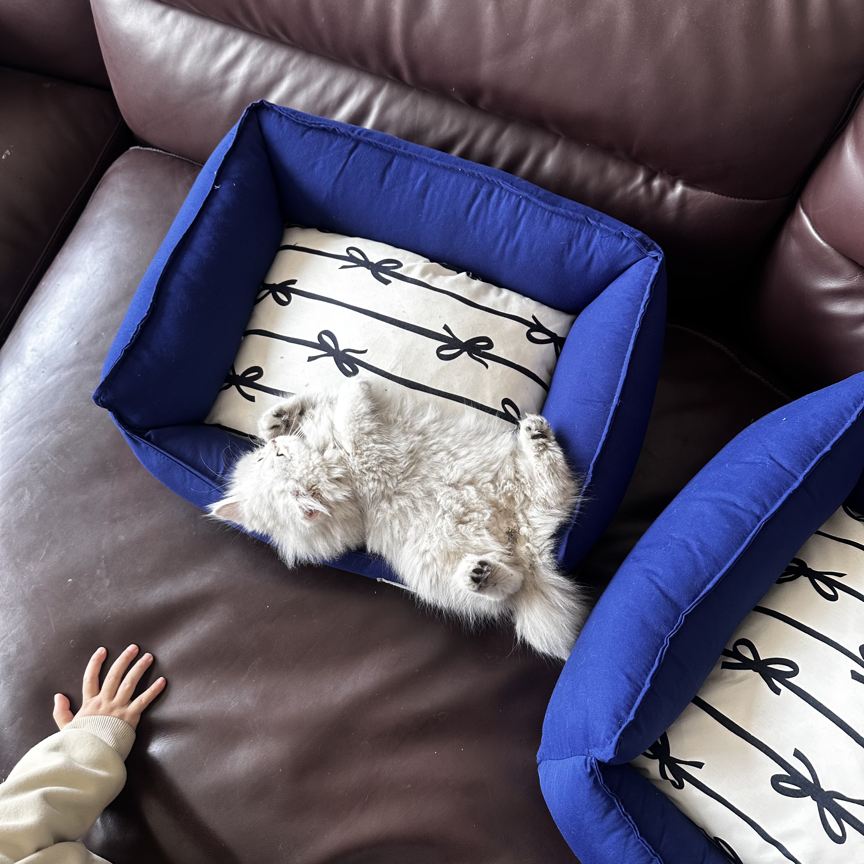 四季通用新款蝴蝶结猫窝狗窝【可拆洗】耐脏宠物用品