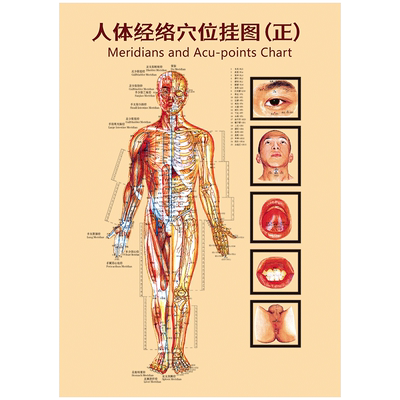 人体穴位经络挂图中医宣传画