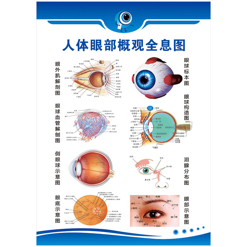 爱眼宣传画眼部概观全息图解剖图