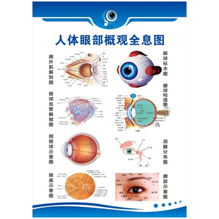 医学验光配镜流程宣传画眼睛眼球解剖图眼科医院眼镜店挂图WST27