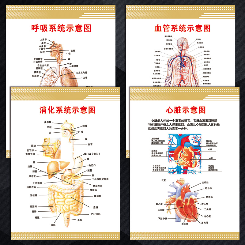 系统呼吸图解剖系统消化WSE43图片挂图墙示意宣传画血管心脏贴画