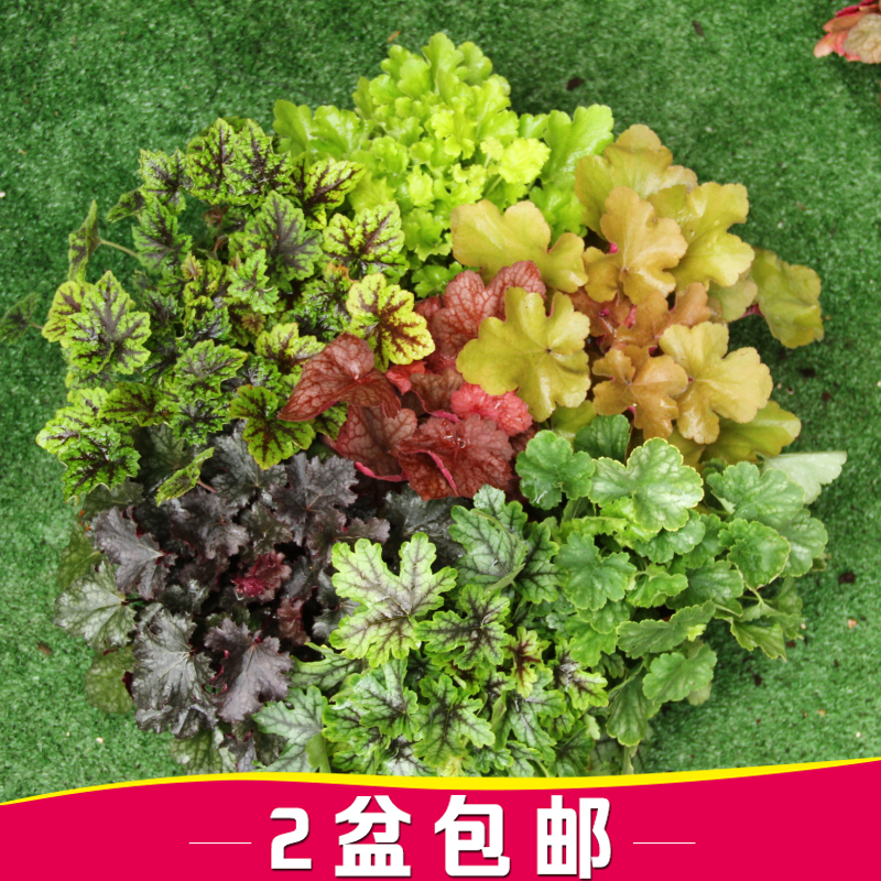 矾根花苗盆栽 室外庭院花园调色板绿植 耐寒耐冻植物盆栽花卉
