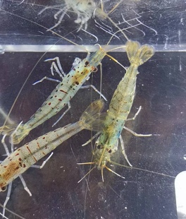 水族箱观赏虾原生蓝化白须星点珍珠虾非大和藻虾，一份十只包邮