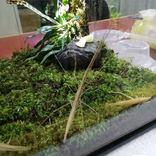 爬宠昆虫长肛竹节虫棉杆竹节虫活体温顺无毒可上手爬虫科普教学