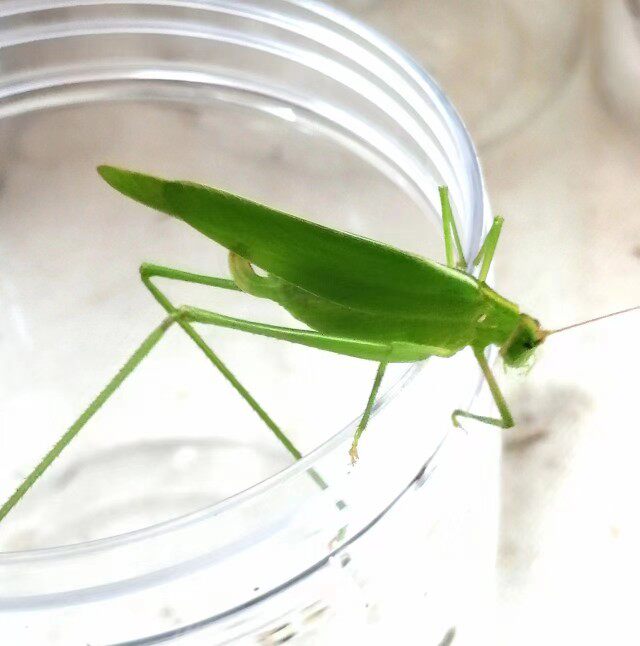 中华螽斯 会叫的鸣虫蝈蝈蟋蟀纺织娘 特色爬宠萌宠全绿色昆虫宠物