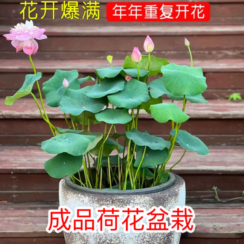 成品荷花盆栽带花苞发水培植物荷花庭院阳台四季池塘水生睡莲花卉